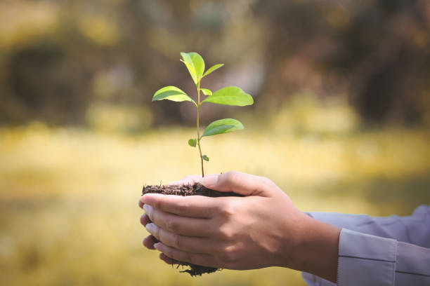 istock Woman holding young plant. 915582398