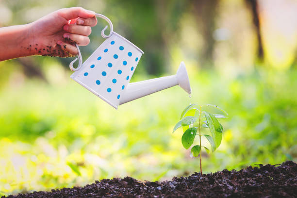 istock Woman hands watering young plant. 915582400