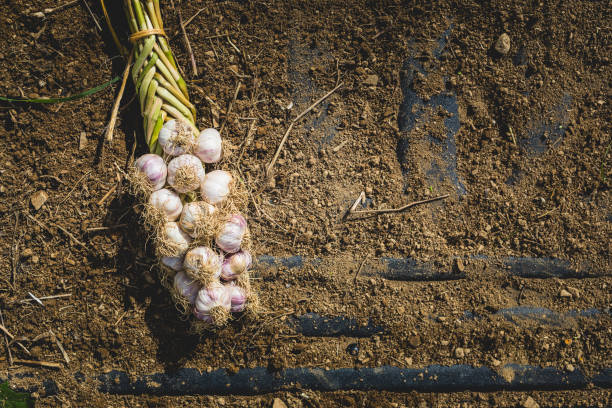 istock Freshly Picked Braided Garlic Bulb on Soil and Dirt 915583058