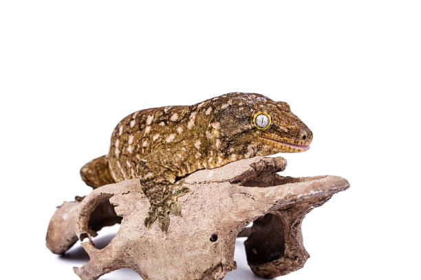 istock New Caledonian Giant Gecko on skull isolated white background 915585518
