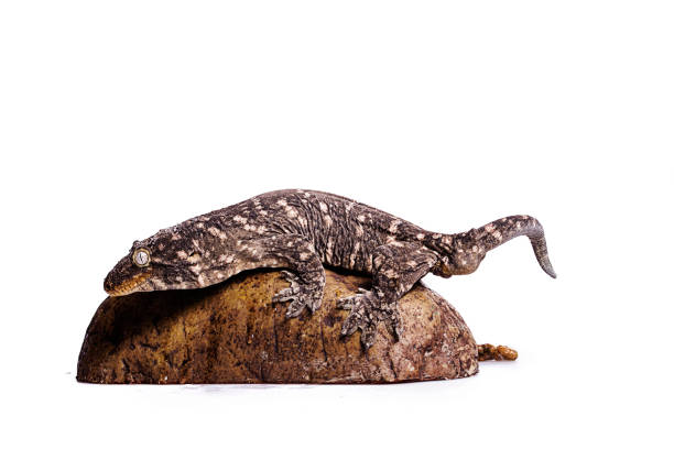 istock New Caledonian Giant Gecko pooping isolated white background 915585568