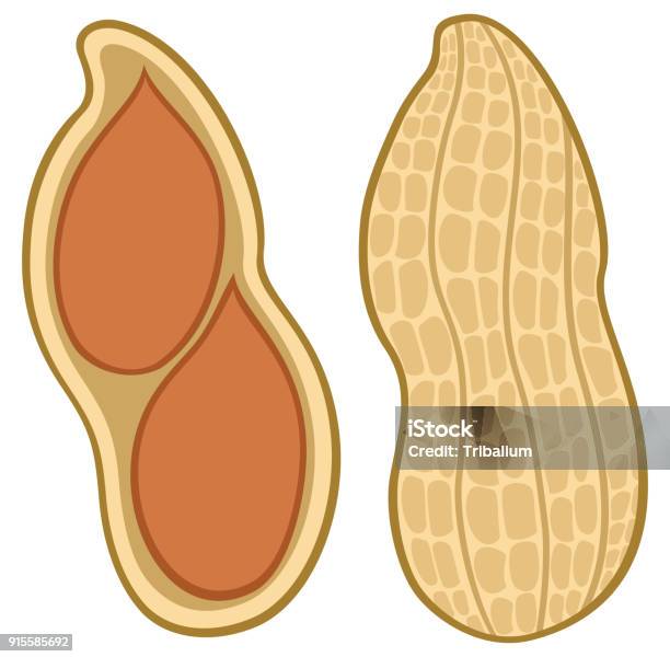 Shellnut Graphic Peanut In Shell Vector Illustration Stock Illustration - Download Image ...
