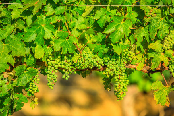 Seasonal vineyard background