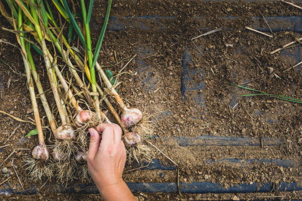 istock Freshly Picked Garlic Bulbs on Soil and Dirt 915586232