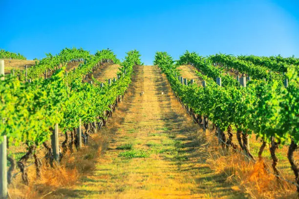 Seasonal background. Vineyard with rows of white grapes in the scenic landscape of Wilyabrup in Margaret River the famous Wine Region in Western Australia where wine tasting tours are popular.