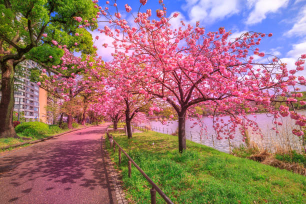 Ueno Park pink sakura Cherry trees in full bloom during Hanami along Shinobazu Pond in Ueno Park, a public park next to Ueno Station in central Tokyo. Ueno Park is considered the best spot in Tokyo for cherry blossoms. shinobazu pond stock pictures, royalty-free photos & images