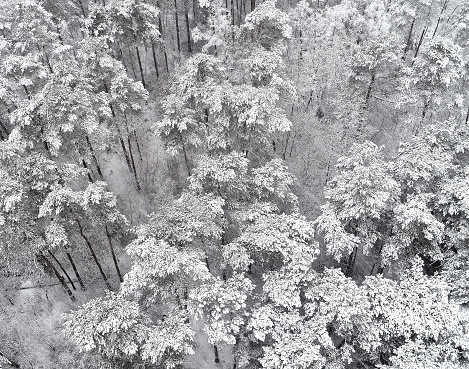 Aerial photos, pine forest at the first snowfall of the year, drone shot