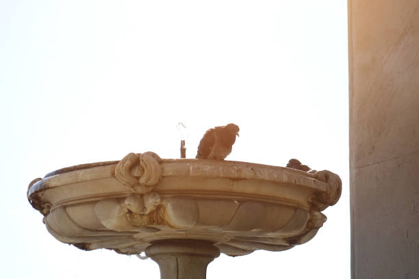 Pigeons in the fountain