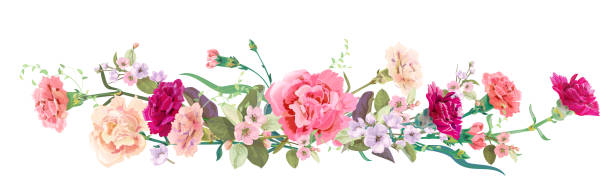 パノラマビュー: カーネーション schabaud の花束、春の花。水平境界線: 赤、ピンクの花、芽、白の背景に葉。水彩スタイルでデジタルドローイラスト、ヴィンテージ、ベクトル - カーネーション点のイラスト素材／クリップアート素材／マンガ素材／アイコン素材