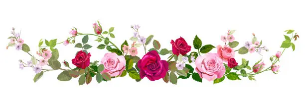 Vector illustration of Panoramic view: bouquet of roses, spring blossom. Horizontal border: red, mauve, pink flowers, buds, green leaves on white background. Digital draw illustration in watercolor style, vintage, vector