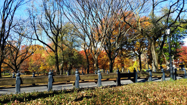 istock New York Central park 915597758