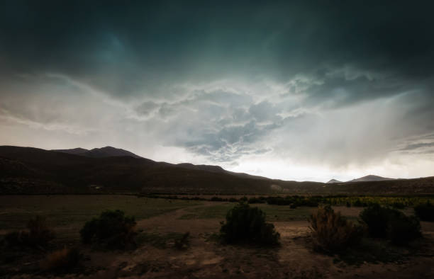 Wheat harvest destroyed by a thunderstorm. Morning summer landscape background