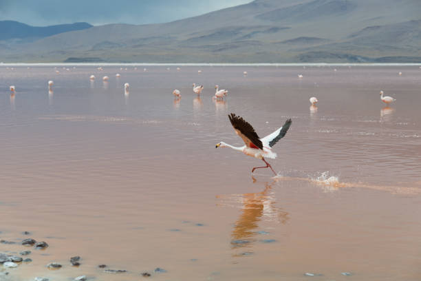 Atacama Desert Bolivia taken in 2015