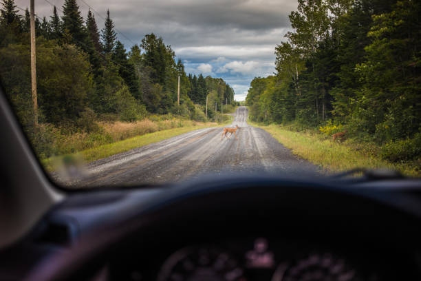 車の前に道を渡る 2 つの鹿 - maine moose ストックフォトと画像