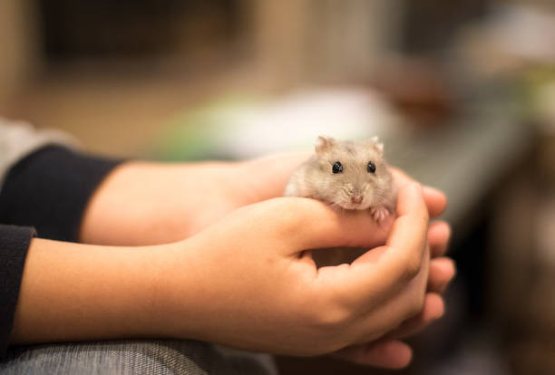 Hands holding with tenderness  a cute little grey hamster.