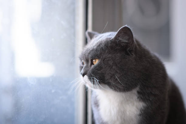 istock Grey cat, shot indoors 915607698