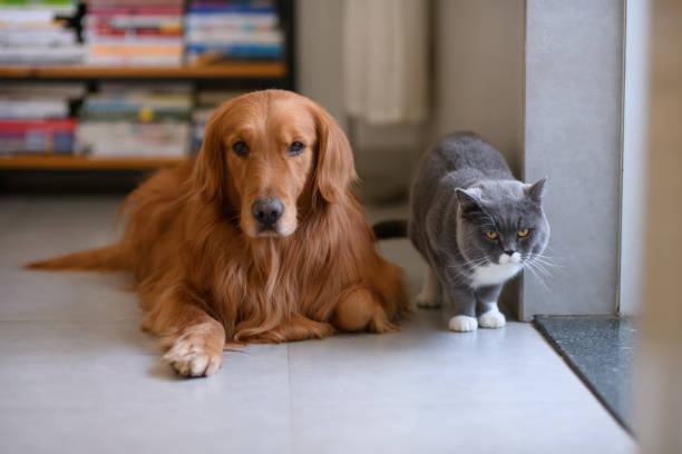 istock Golden Retriever and Cat 915607758