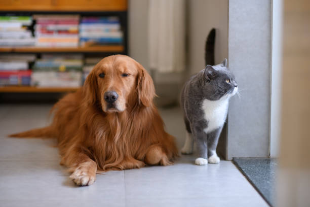 istock Golden Retriever and Cat 915607868