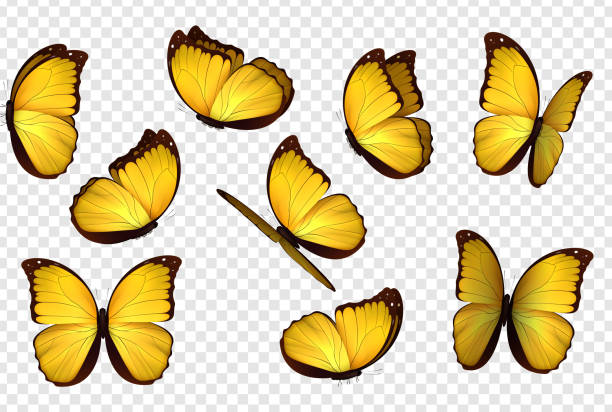 motyl żółty wektor ilustracji. - moth stock illustrations