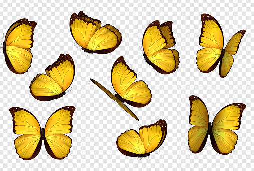 Butterfly yellow vector illustration. Set yellow isolated butterflies. Insects Lepidoptera Morpho amathonte.