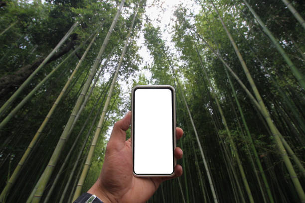 istock A human hand holds a smart phone with a blank screen in a bamboo garden. 915609206