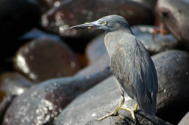 istock lava heron, Butorides sundevalli 91560950