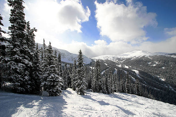 Snowy Alpine Forest stock photo