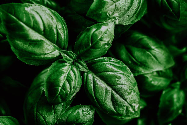 istock Closeup of tasty beautiful basil. 915609552