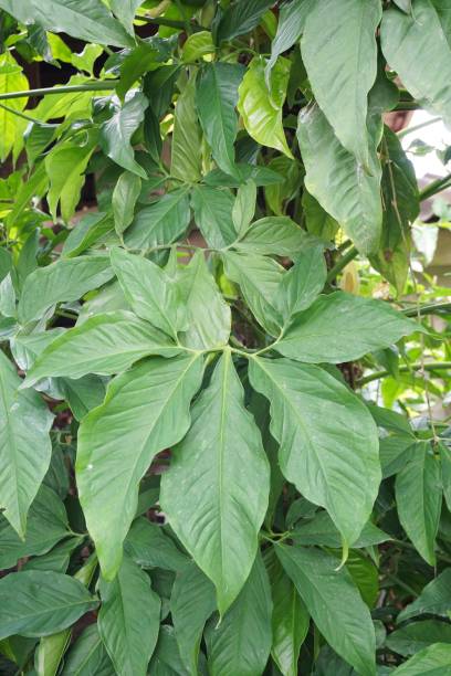 istock Syngonium podophyllum leaves 915609562