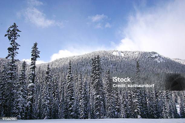Nevadascomment Floresta Alpino - Fotografias de stock e mais imagens de A nevar - A nevar, Alberta, Alpes Europeus
