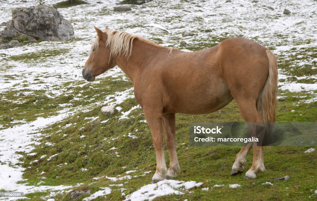Frühen Herbst Schnee und wild horse in Dolomiten - Lizenzfrei Alpen Stock-Foto