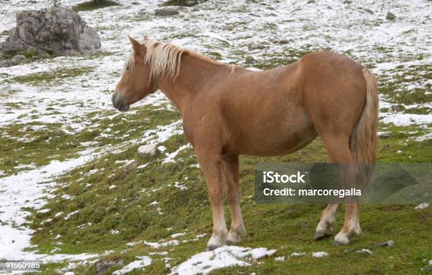 Photo libre de droit de Le Début De Lautomne De La Neige Et Du Dolomite Mountains Wild Horse banque d'images et plus d'images libres de droit de Alpes européennes