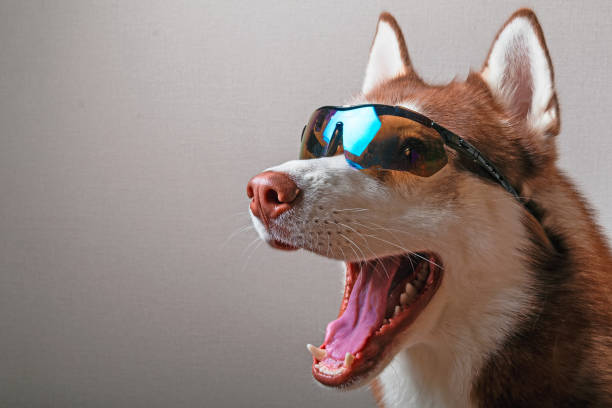 istock Husky dog in ski goggles. 915609940