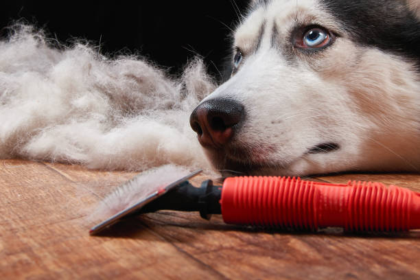 istock Husky dog and big pile 915610004