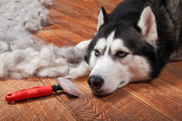 istock Husky dog and big pile 915610018