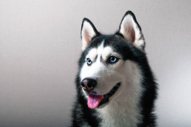 istock Studio portrait of a husky 915610152