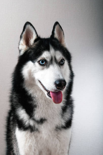 istock Portrait of a husky dog. 915610170