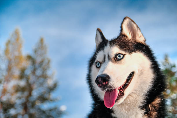 istock Portrait of Siberian husky on 915610290