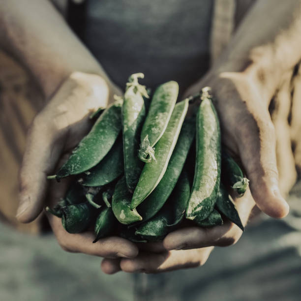 istock Man Farmer Hand Holding Fresh Ripe Green Pea 915610360