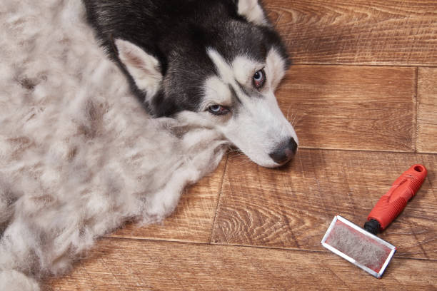 istock Husky dog in moulting and 915610402