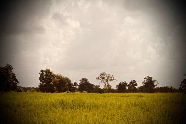 istock Green rice field with beautiful blue sky. 915611112