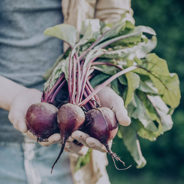 istock Man Farmer Hand Holding Fresh Ripe Beetroots 915612548