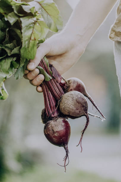 istock Crop person with pile of beetroot 915612886
