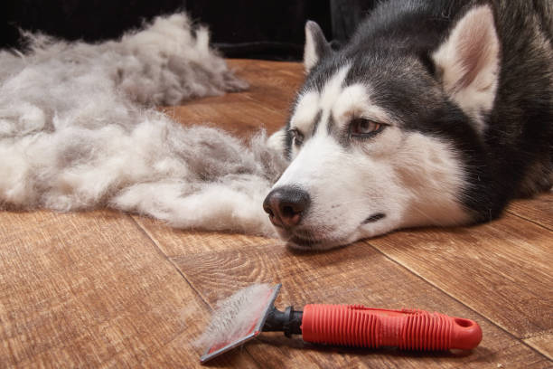 istock Husky dog in moulting and 915612900