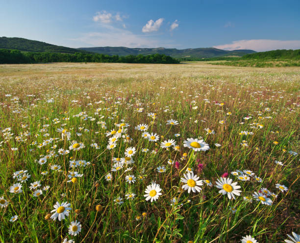istock Spring flowers of daisy 915613746