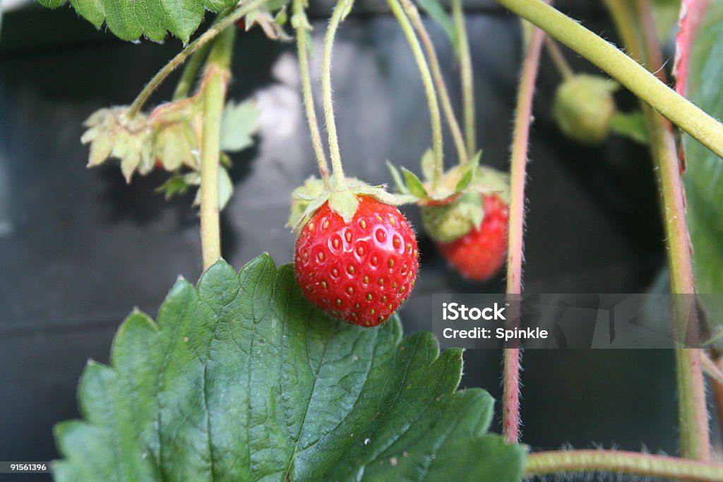 Fresas - Foto de stock de Aire libre libre de derechos