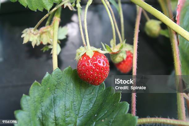 Fresas Foto de stock y más banco de imágenes de Aire libre - Aire libre, Alimento, Baya