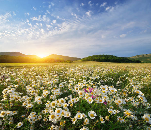 fiori di margherita primaverile - horizon over land summer spring season foto e immagini stock