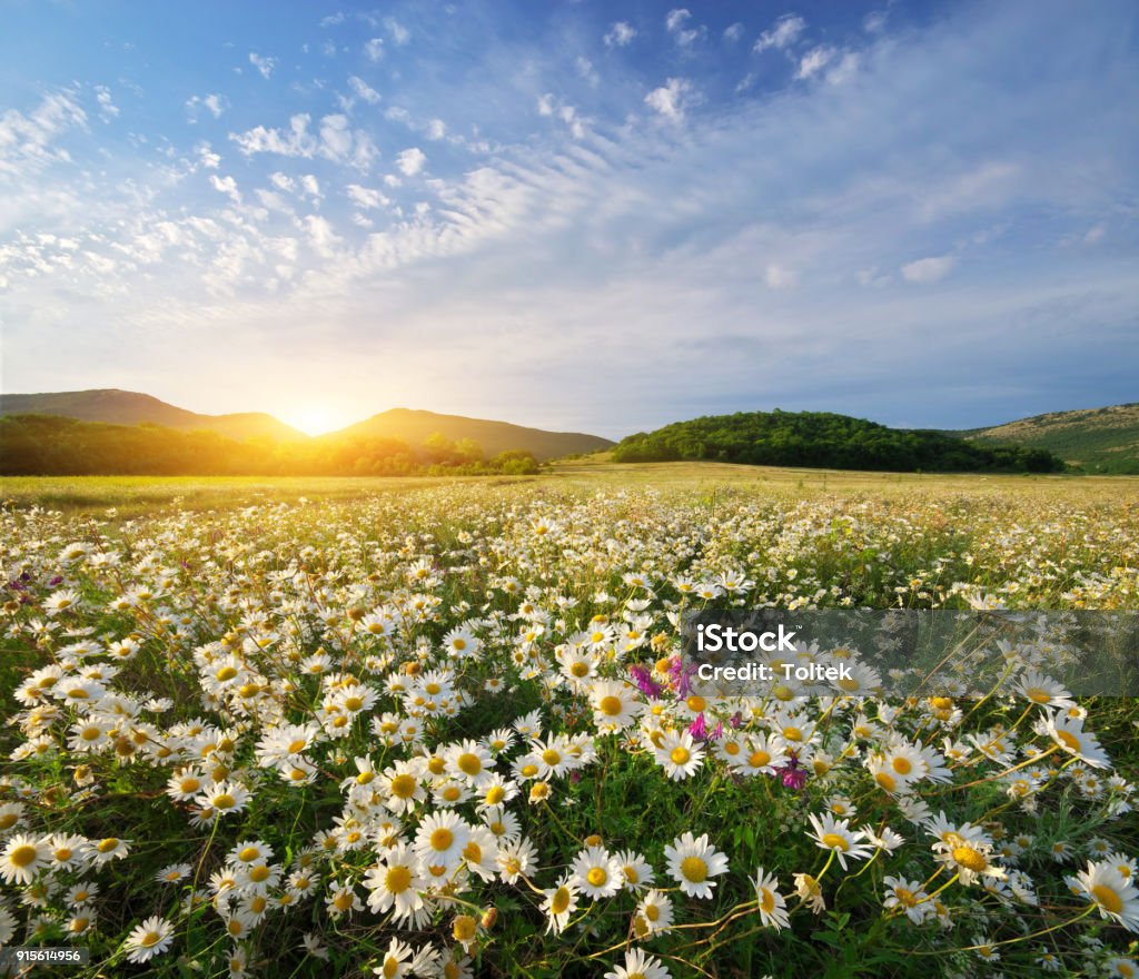 Spring daisy flowers Spring daisy flowers  in meadow. Beautiful landscapes. Agricultural Field Stock Photo