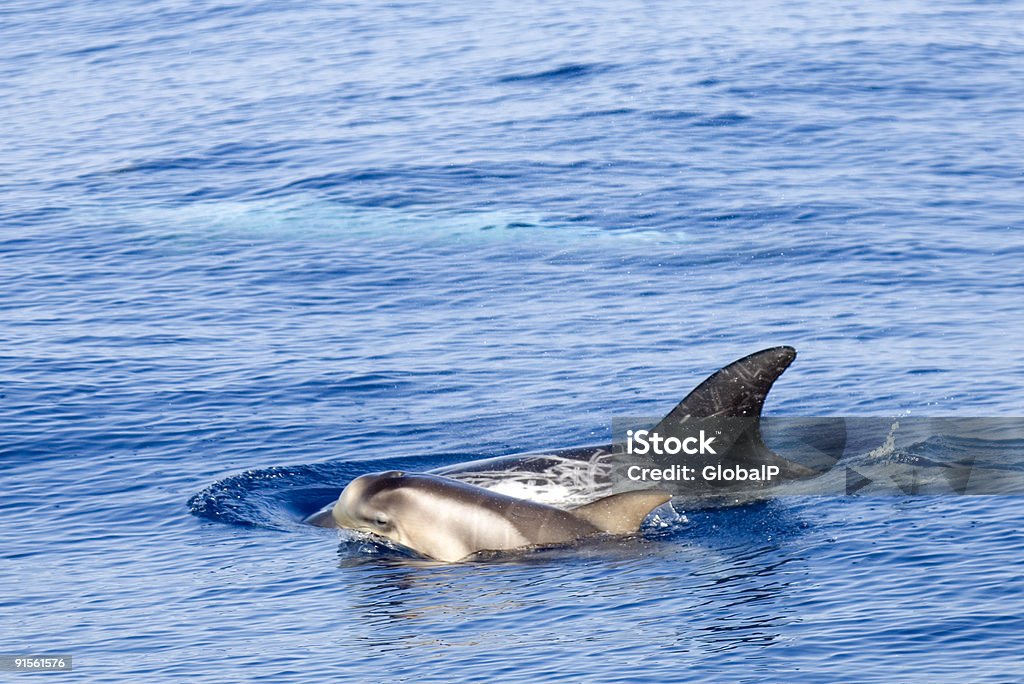 Jovem dolphin - Foto de stock de Golfinho - Cetáceo royalty-free